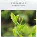 Pu-erh tea 2020 Old comrade fresh fragrance 357g Raw - Buy Online on GoSupps.com