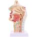 Human Nasal Anatomy Model Pathology Nose Otolaryngology Model Human Nasal Cavity Model Medicine Teaching - Buy Online on GoSupps.com