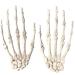 Beaupretty 2 pieces of skull bone chip straps Hair hair clip skeleton headgear heading Halloween hair accessories (white)