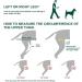 Ortocanis Knee Brace for Dogs | Large Right Leg Support for Cruciate Ligament Injuries, Patella Dislocation, Osteoarthritis - Buy Online on GoSupps.com