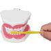 Vomeko Tooth Brushing Practice Model for Kids - Ideal Training Set with Brush - International Shipping Available - Buy Online on GoSupps.com