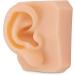 Life-Size Human Ear Silicone Model for Training and Education Display - Buy Online on GoSupps.com