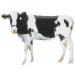 EYELET OUTLET Cow & Goat Shape Brads 12/Pkg