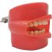AWJ Dental Anatomy Cavity Cover Models - 28 Screwproof Teeth for Dental Students & Stomatology Training - Buy Online on GoSupps.com