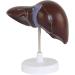 Anatomical Model of The Human Liver Hepatobiliary Model Pancreatic Bile Model 1.5X of The Bile Duct for Study - Buy Online on GoSupps.com