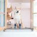 Expawlora Non-Slip Dog Socks - Soft & Breathable Paw Protection for All Dogs - Adjustable Straps & Traction Control for Wooden Floors - M Medium (4 Count) - Blue - Buy Online on GoSupps.com