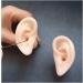 Simulation Silicone Ear Model - Life Size Artificial Ear Model Soft Silicone Ear Model for Teaching - for Ear Picking Practice Studs Earring Display Props left - Buy Online on GoSupps.com