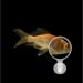 POPETPOP Aquarium Magnifier Acrylic Fish Tank Viewer Fish Tank Magnifying Glass Small Animal Magnifier with Suction 3.5cm - Buy Online on GoSupps.com