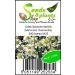 Pcs - 1200x Real German Chamomile Matricaria Chamomilla EKO Plants - Seeds K435 & Plants Shop by Ipsa - Buy Online on GoSupps.com