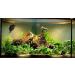 TM Aquatix Aquarium Wood Decoration Premium Pieces 100% Natural (10-15cm Mangrove) - Buy Online on GoSupps.com