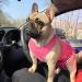 Glenndarcy Dog Diapers Without Tail Hole - XL Dotty Pink for Frenchies & Bulldogs - Premium Dog Pants - Buy Online on GoSupps.com