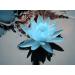 Buy Blue Lotus Essential Oil 100% Pure - Natural 10ml | Premium Aromatherapy for International Shipping - Buy Online on GoSupps.com