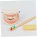 Shop Minkissy 3 Sets Early Education Tooth Toys for Toddlers - Montessori Standard Reusable Kids' Dental Learning Toys - Buy Online on GoSupps.com