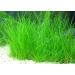 Dwarf Hairgrass Clumps Eleocharis Parvula - Live Aquarium Freshwater Plant