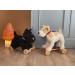 Egmont Toys Eliot Dog - Soft Plush & Wood Toy for Girls 12+ Months | Multicoloured | International Shipping - Buy Online on GoSupps.com