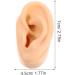 Shop ibasenice Prank Ear Silicone Model - Realistic Fake Human Ear Props for Hilarious Gags | International Shipping - Buy Online on GoSupps.com