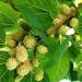 Mulberry Dried White Mulberry Sang Shen Zi 150g - Buy Online on GoSupps.com