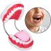 Teeth Model with Toothbrush - Ideal for Hospitals & Kindergartens | Teach Toddlers Oral Hygiene - Buy Online on GoSupps.com