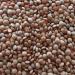 TRS Lentils Brown Whole | 2KG |The Perfect Pantry Staple | Malka Masoor | GMO-Free | Protein and Fiber | Indian Origin (Pack of 2) - Buy Online on GoSupps.com