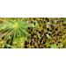 Dill seed 150 g natural Dill seeds Aneth natural dill seeds  - Buy Online on GoSupps.com