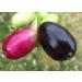 Foodherbs Jamun Seed Powder (200 GMS / 0.44 LBS) Syzygium Cumini/Naval Kottai - Buy Online on GoSupps.com