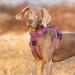 Truelove No Pull Dog Harness | Reflective Adjustable Soft Padded Vest TLH56512 L Royal Blue | Shop Internationally - Buy Online on GoSupps.com