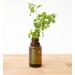 doTERRA Marjoram Essential Oil 15 ml - Premium Quality International Shipping Available - Buy Online on GoSupps.com