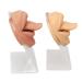 2pcs Silicone Tongue Mouth Model for Piercing Practice - 3D Design with Acrylic Stand | International Shipping - Buy Online on GoSupps.com