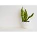 Fully Rooted Sansevieria Superba Snake Plant in Pot - Potted Succulent Houseplant by Plants for Pets - Buy Online on GoSupps.com