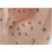 Acupuncture Ear Point Template - 40cm Acupuncture Ear Model - Large Reflection Zone Ear Point Template - for Medical Acupuncture - Buy Online on GoSupps.com