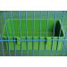 12 Pcs Bird Feeder Seed Food Cups Hanging Bowl for Parrot Parakeet Poultry - Green - Buy Online on GoSupps.com