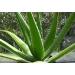 Two Aloe Vera Leaf Cuttings 2 Pounds  - Buy Online on GoSupps.com