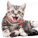 Personalized Cat Neck Bands with Bell - Custom Safety Buckle & Embroidered ID for Kittens - Orange - Buy Online on GoSupps.com