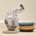 BiteKing Ceramic Cat Bowl - Whisker Fatigue Relief Dish for Cats - Shallow Wide Feeding Plate for Kittens - 2 Pack (Dark Green & White) - Buy Online on GoSupps.com