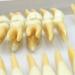 BEAGHTY 2.5x Magnified Tooth Shape Model - 2-Color Dental Structure & Denture Model for Study & Teaching - Buy Online on GoSupps.com