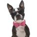 Dogwong Black Dog Collar with Removable Fly - Adjustable & Comfortable for Small Medium Dogs - Perfect Gift for Girls (Pack of 1) - Buy Online on GoSupps.com