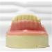 Buy Fhuili Dental Implant Practice Model - Mandibular Missing Teeth Simulation with Soft Gums for Oral Demonstration - Ideal for Dental Training - Buy Online on GoSupps.com
