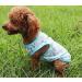 7-Piece Breathable Dog T-Shirt Set | Summer Pet Sweatshirts for Small & Medium Dogs | Cute Printed Puppy Clothing | Perfect for Male & Female Dogs (XS) - Buy Online on GoSupps.com