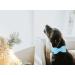 Dogwong Light Blue Dog Collar with Removable Fly - Adjustable & Comfortable for Small to Medium Dogs | Perfect Gift for Boys & Girls (X-Small Pack of 1) - Buy Online on GoSupps.com