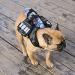 Dog Saddle Bags Adjustable Dog Shoulder Bag Saddle Bag Harness Backpack with Reflective Tape for Hiking Walking Camping for Medium & Large Dog (L Black) L Black - Buy Online on GoSupps.com