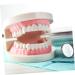 Kichouse Toy 1 PC Tooth Model - Standard Typodonto Dental Health Model for Kids | Eco-Friendly Plastic - Buy Online on GoSupps.com