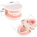 PVC Tooth Model for Dentistry Students | Huge Typodont Teeth for Teaching & Demonstration - Buy Online on GoSupps.com
