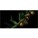 Extra Alfar La Maja Virgin Olive Oil 250 ml (Pack of 12) - Buy Online on GoSupps.com
