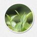 HELLOYOUNG 350g Th blanc de printemps bio chinois Fuding Th Pu'er nourriture verte la sensation en bouche est intense et pleine de couches Th pu-erh Pu'er Tea - Buy Online on GoSupps.com
