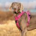 Truelove No Pull Dog Harness - Reflective Adjustable Soft Padded Vest with Handle | TLH56512 - Fuchsia - Buy Online on GoSupps.com