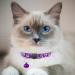 Hepplly 2-Pack Reflective Cat Collars with Bell - Quick Release Kitten Collars (Purple) | Shop Internationally - Buy Online on GoSupps.com
