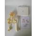 Canine Pelvis Model Canine Hip Joint Model Animal Body Anatomy Replica of Dog Pelvis for Veterinary Office Educational Tool - Buy Online on GoSupps.com