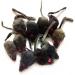emours 12 Piece Pack Rattle Furry Mice Cat Toy Realistic Fur Mice Squeak Toys Color Varies - Buy Online on GoSupps.com