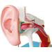 Human Medical Ear Anatomy Model Inner Ear Medium Ear External Model with Enlarged Ear Texture - Buy Online on GoSupps.com