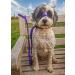 UniWalker Figure of 8 Training Lead For Dogs That Pull. Soft Padded.& Comfortable. 3 Leads in 1. Purple Purple One Size - Buy Online on GoSupps.com